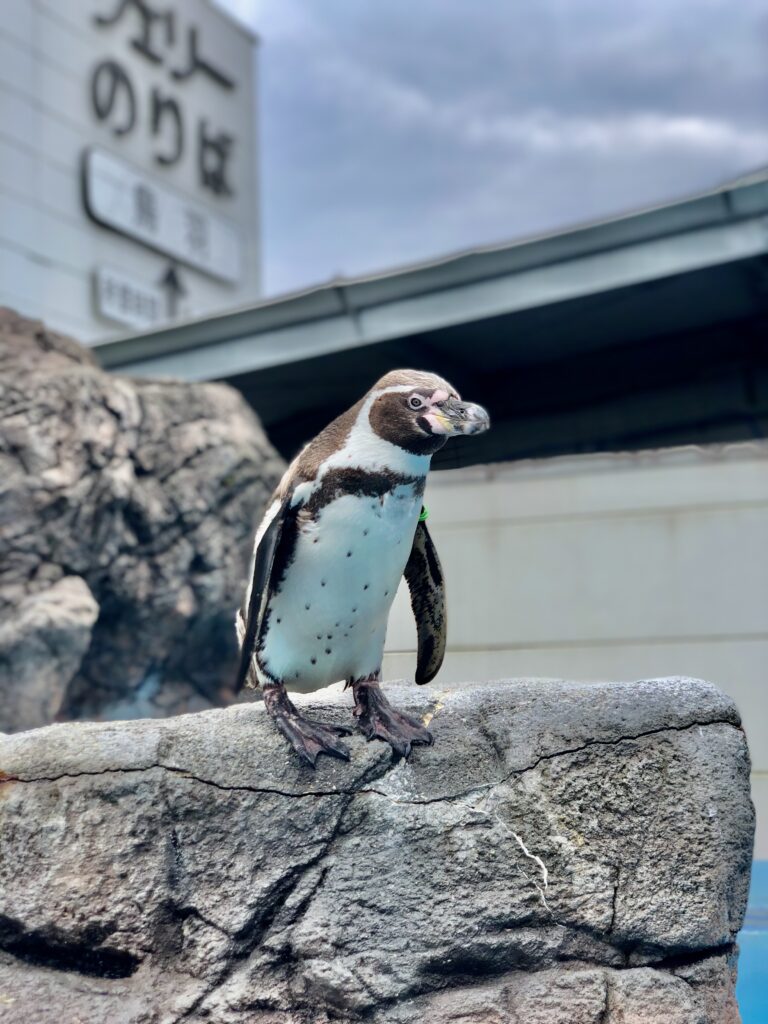 5月のペンギン